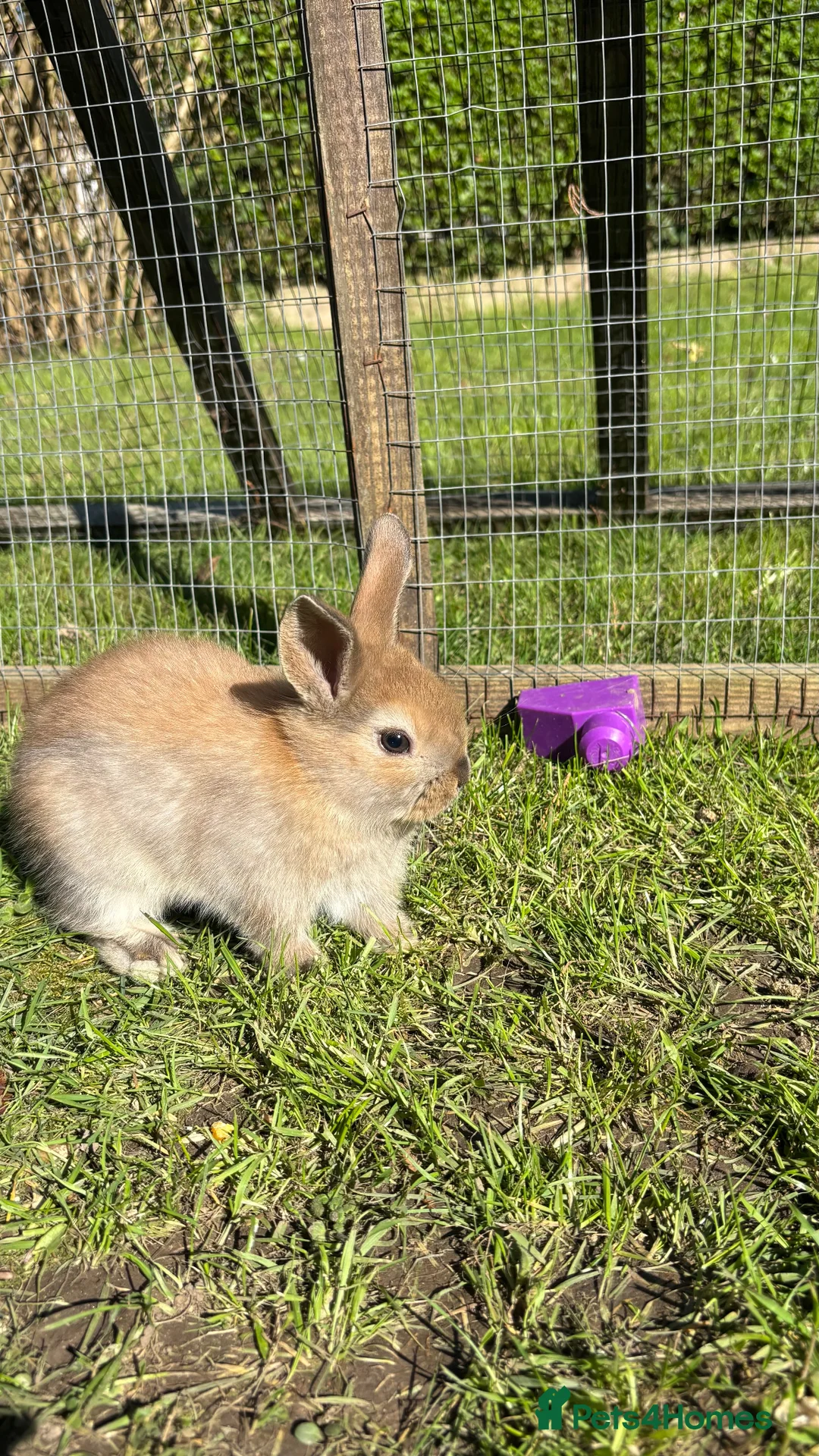 Mixed Breed rabbits for sale: Mini Lop CROSS Netherland. - Advert 1