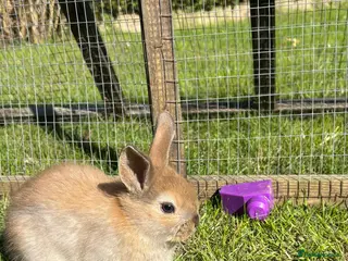 Mixed Breed rabbits Mini Lop CROSS Netherland. - Advert 1