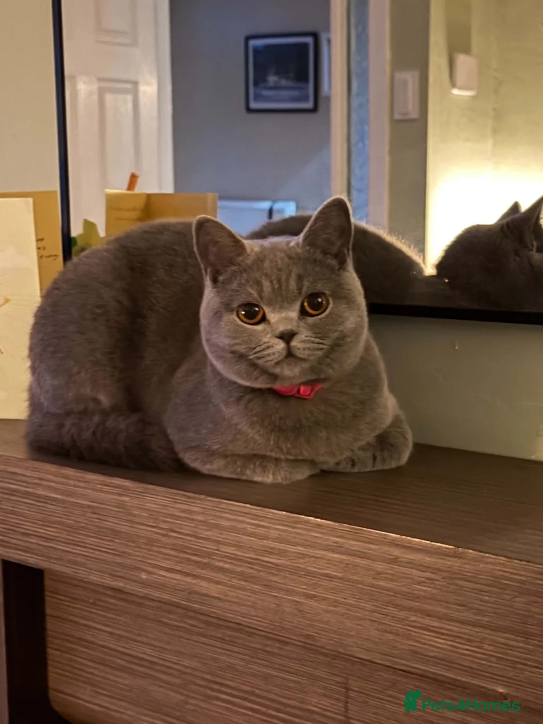 British Shorthair cats for sale: Beautiful British blue - Advert 2