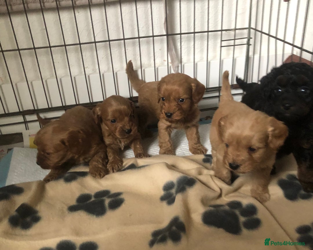 Cockapoo dogs for sale: Stunning Toy cockapoo puppies  - Image 6