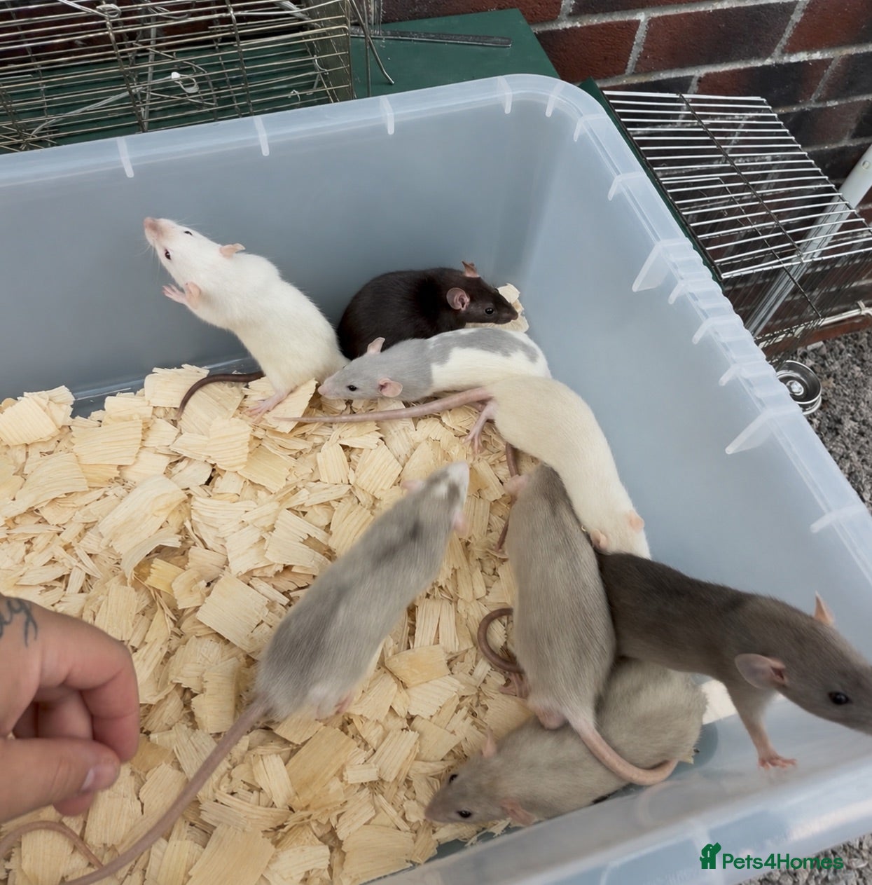 Rat rodents Dumbo rats for sale  - Advert 1