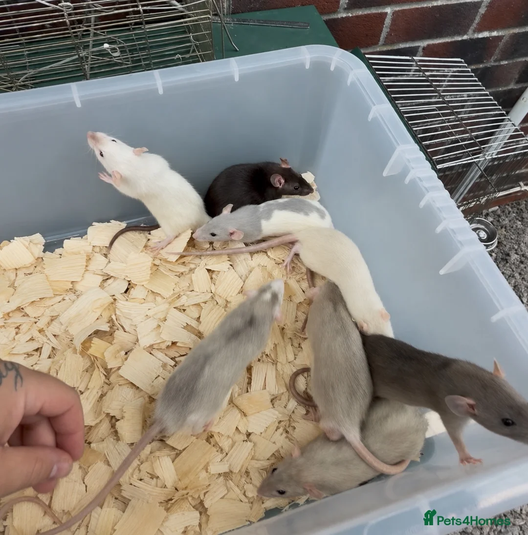 Rat rodents for sale: Dumbo rats for sale  - Advert 1