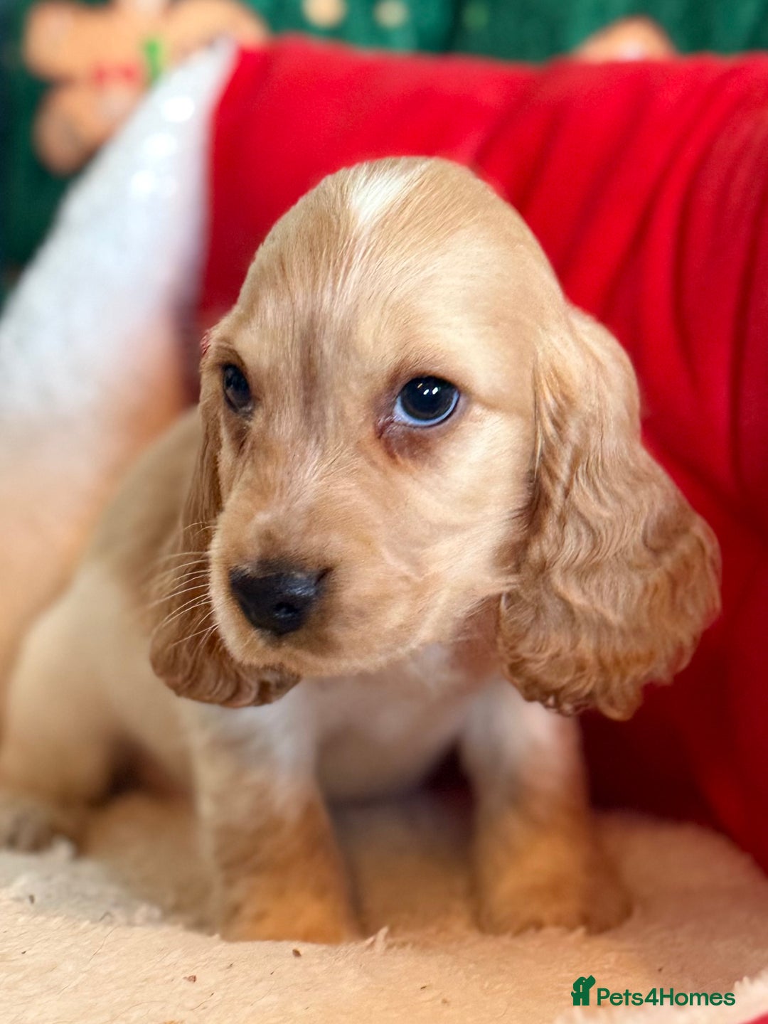 Cocker Spaniel dogs for sale: Stunning 5 Star KC  Show Cocker Spaniels - Advert 3