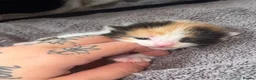 Mixed Breed cats for sale: 6 beautiful kittens  - Advert 2