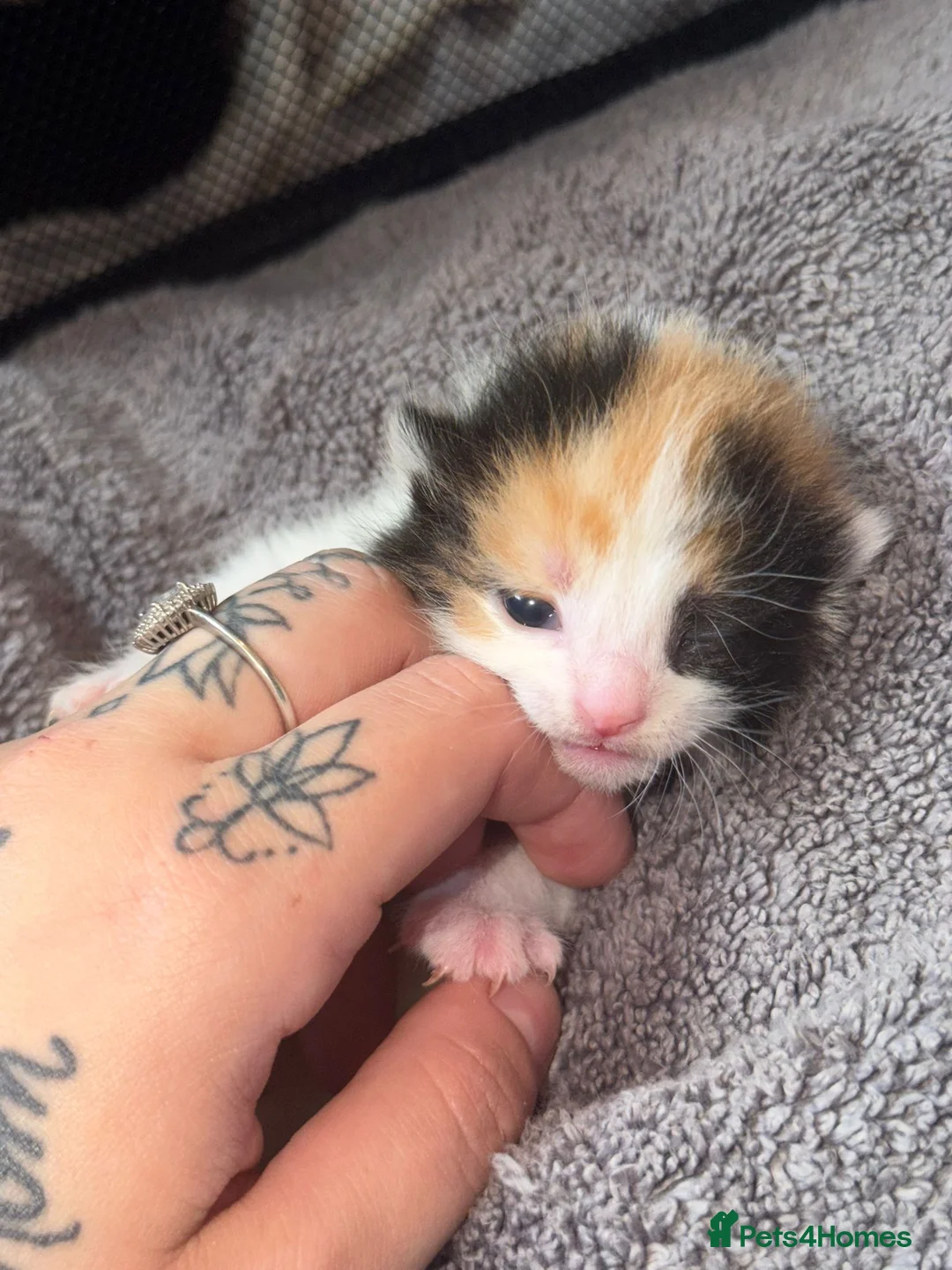 Mixed Breed cats for sale: 6 beautiful kittens  - Advert 2