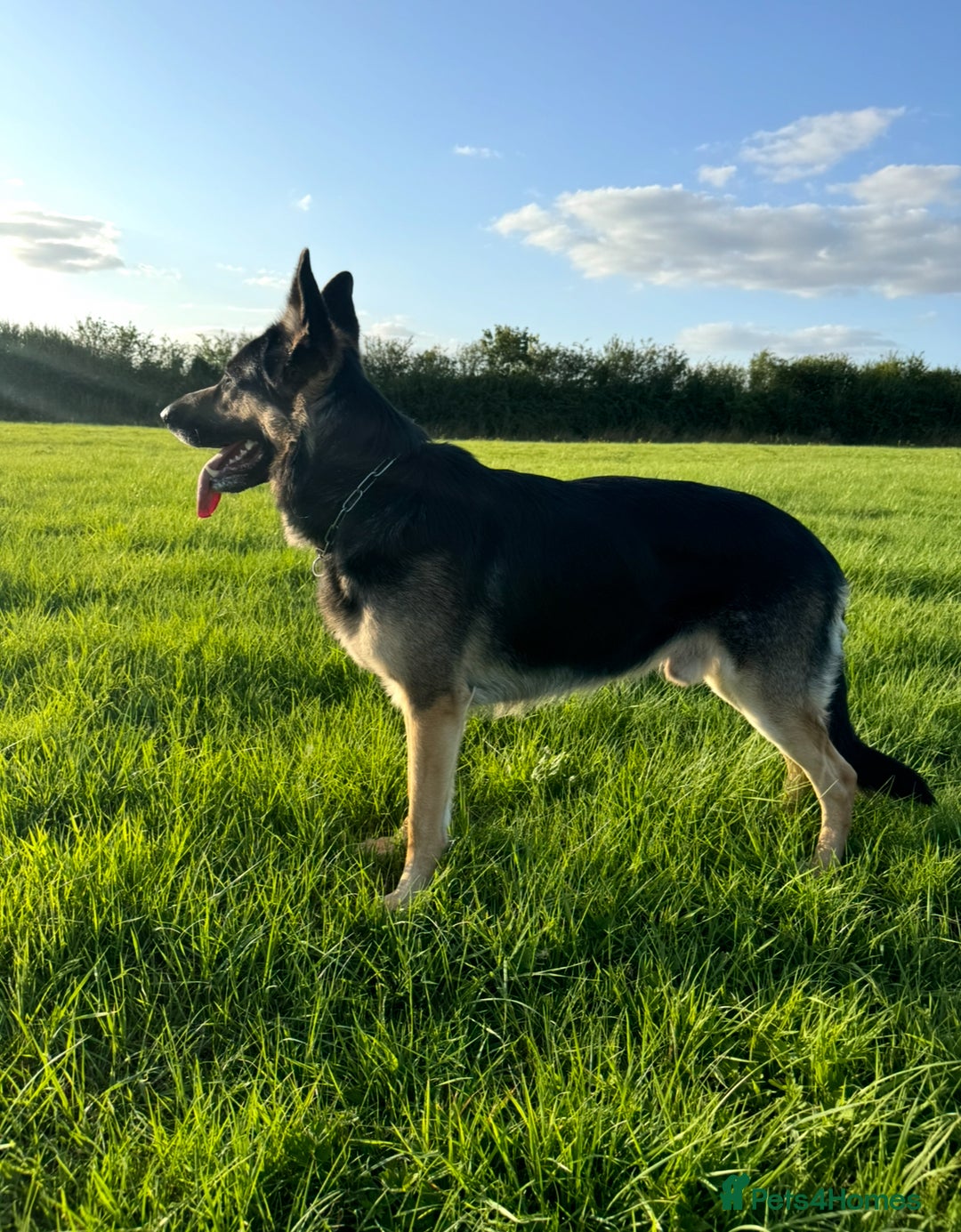 German Shepherd dogs for sale: Stunning German Shepard Litter Only 4 girls left - Image 16