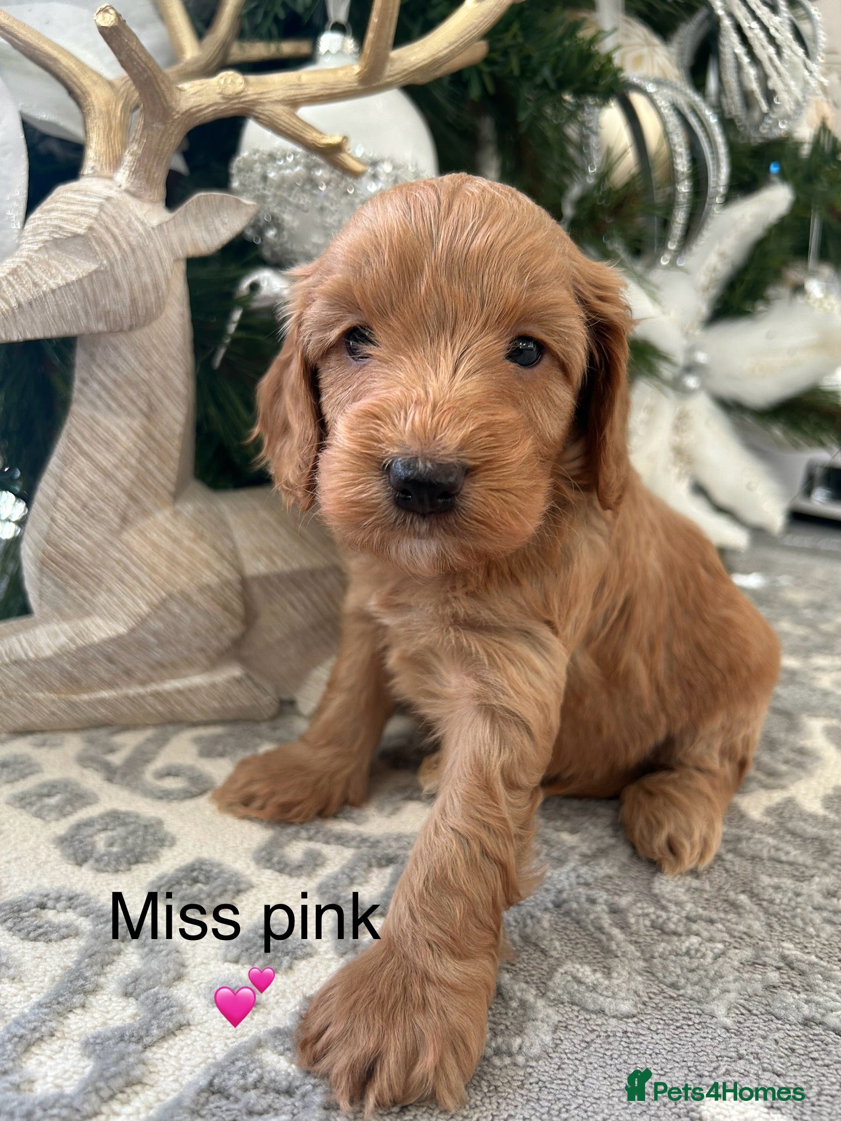 Cockapoo dogs F1 TOY SHOW TYPE DNA 🧬 CLEAR COCKAPOO BABIES 🧸 - Advert 1