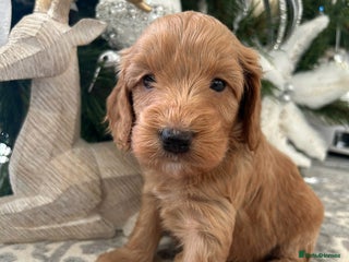 Cockapoo dogs F1 TOY SHOW TYPE DNA 🧬 CLEAR COCKAPOO BABIES 🧸 - Advert 10