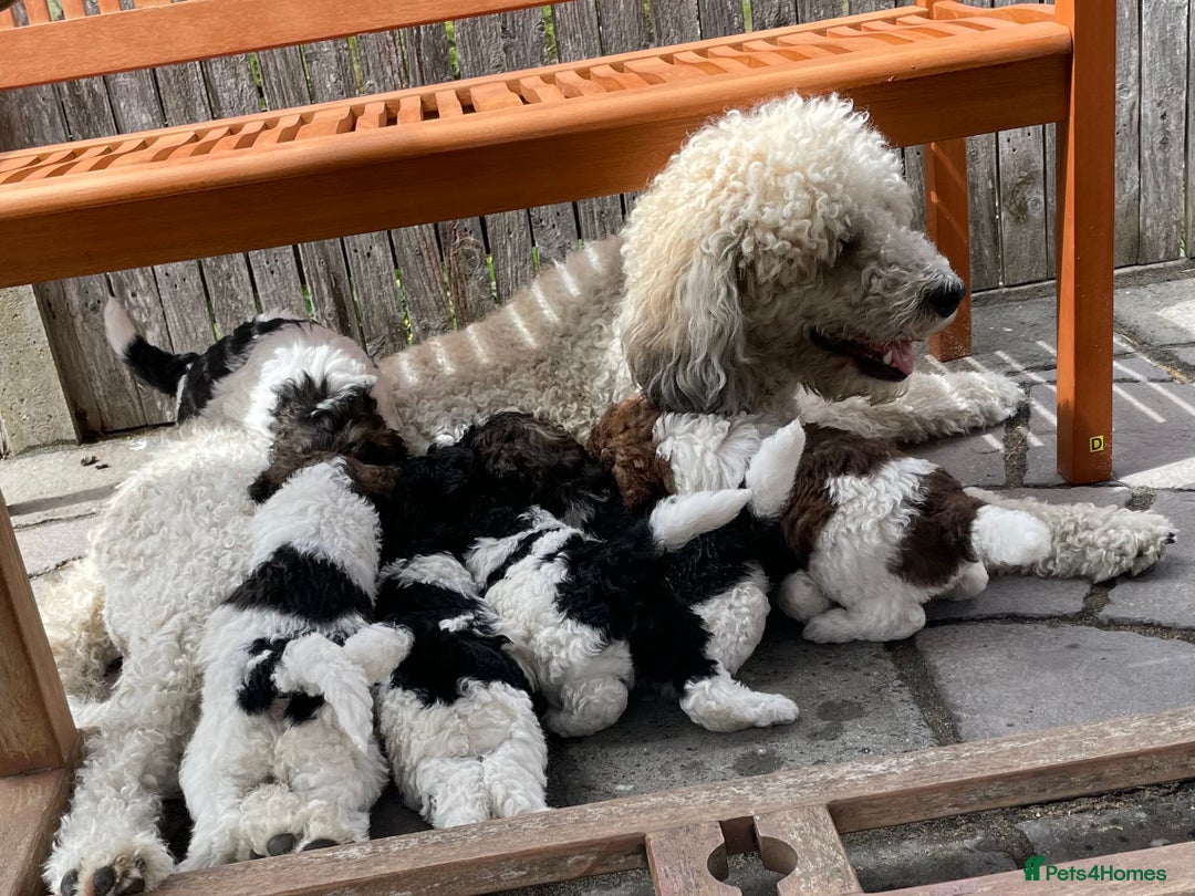 Saint Bernard dogs for sale: St Berdoodle (Saint Bernard standard Poodle) - Image 26