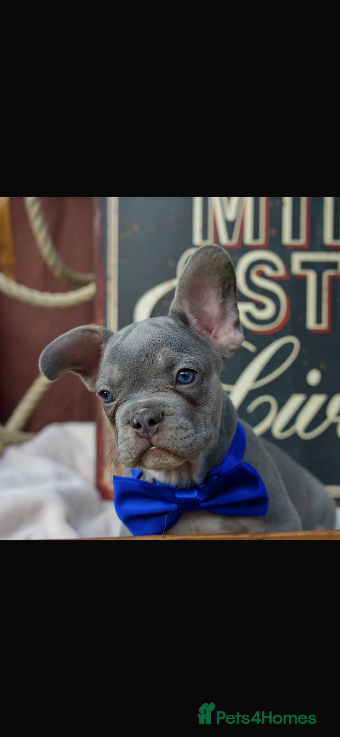 French Bulldog dogs for sale: 2 gorgeous French bulldogs left! - Image 6