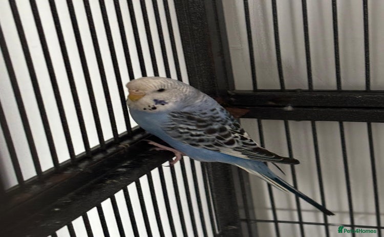 Budgerigars birds - Advert 5