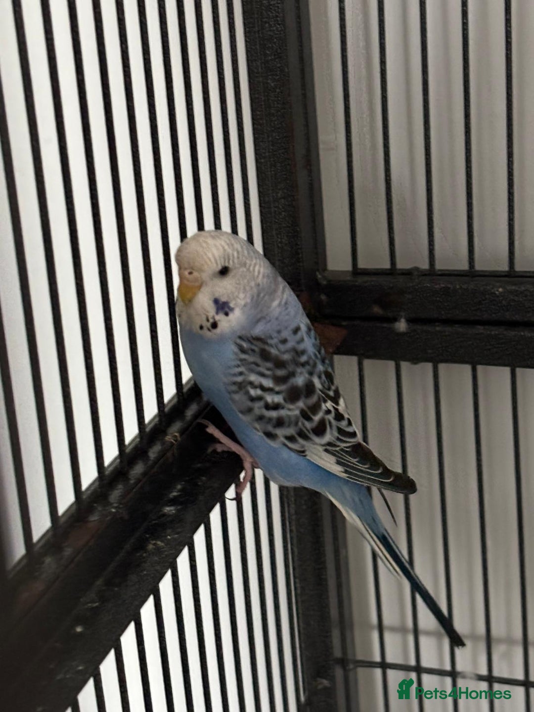Budgerigars birds for sale: Budgies and cockatiel for sale - Image 1
