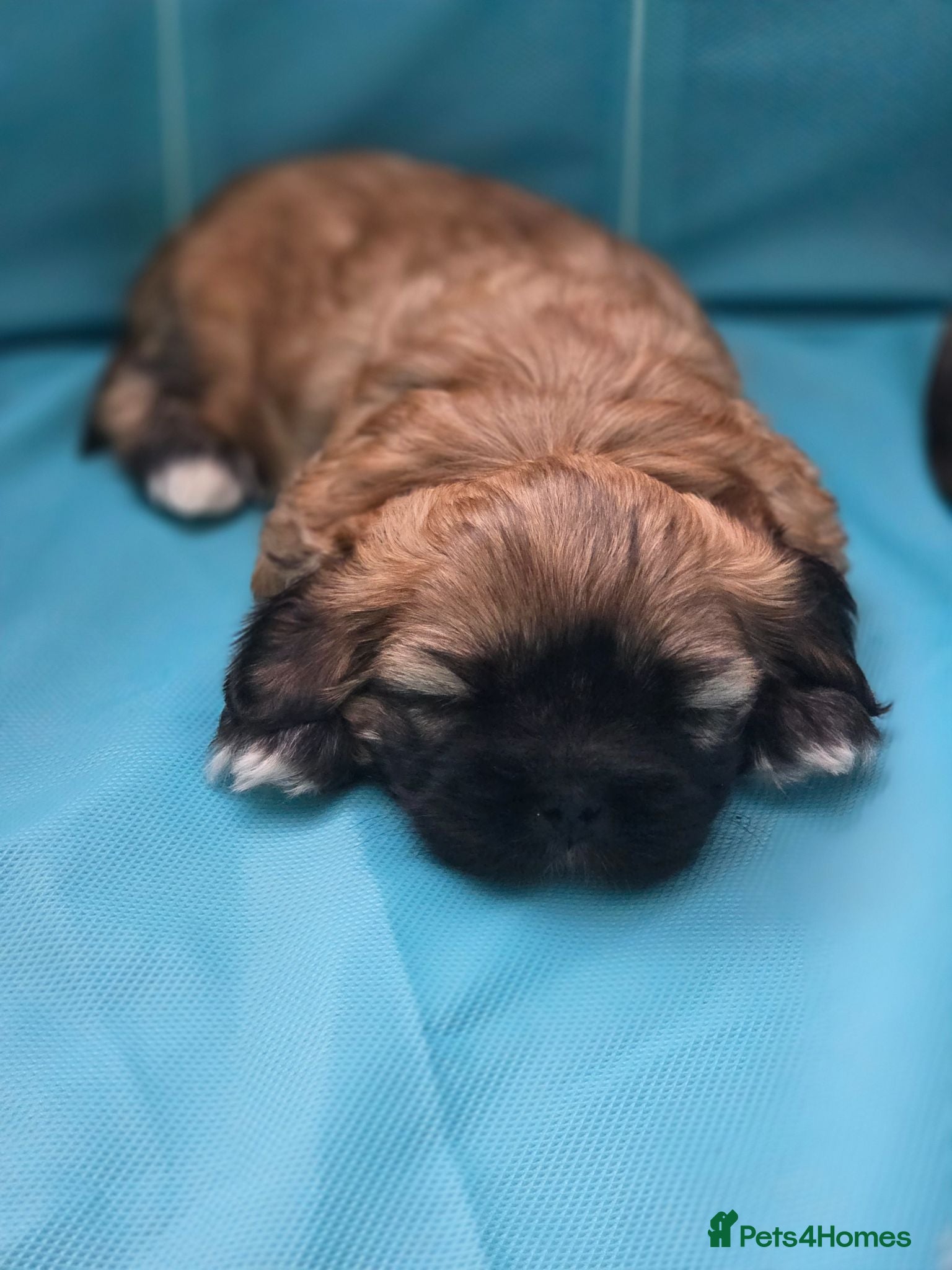 Shih Tzu dogs Loved Imperial Shih Tzu Puppies - Advert 2