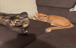 Mixed Breed cats for sale: Two lovely girls needing new home  - Image 2