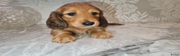 Miniature Dachshund dogs for sale: Gorgeous Miniature Dachshund Puppies in York - Advert 18