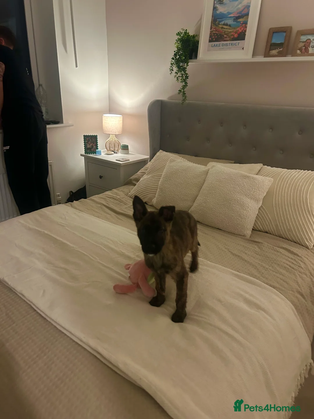 Belgian Shepherd Dog dogs for sale: Stunning Dutch Herder/Dutch Shepherd. - Advert 5