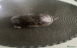Turtle reptiles for sale: Musk/mud turtles - Image 1