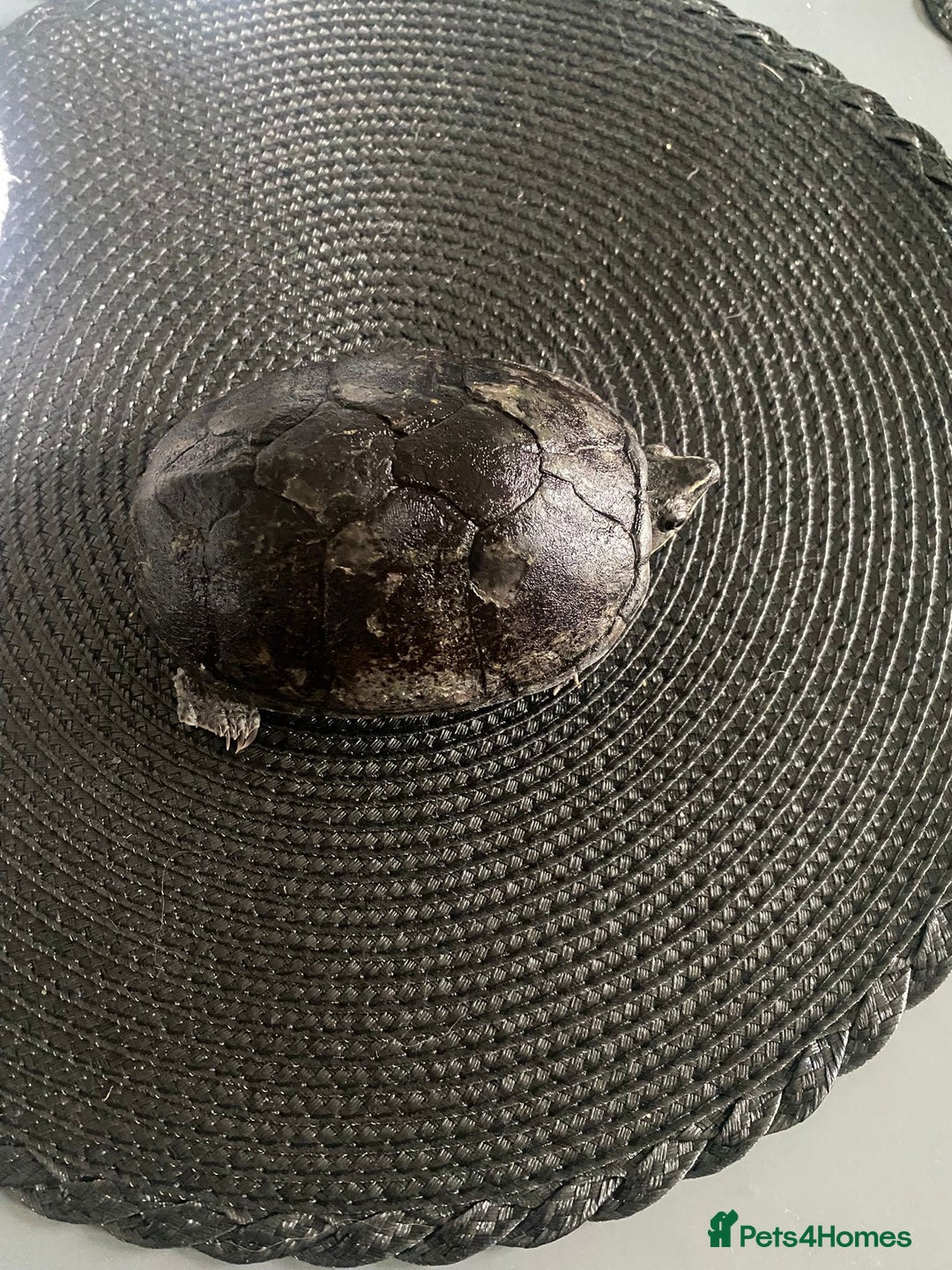 Turtle reptiles for sale: Musk/mud turtles - Image 1