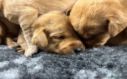 Labrador Retriever dogs for sale: KC Registered Yellow/Fox Red Labradors - Image 10