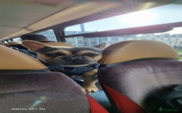 French Bulldog dogs for sale: Male french bulldog - Image 2