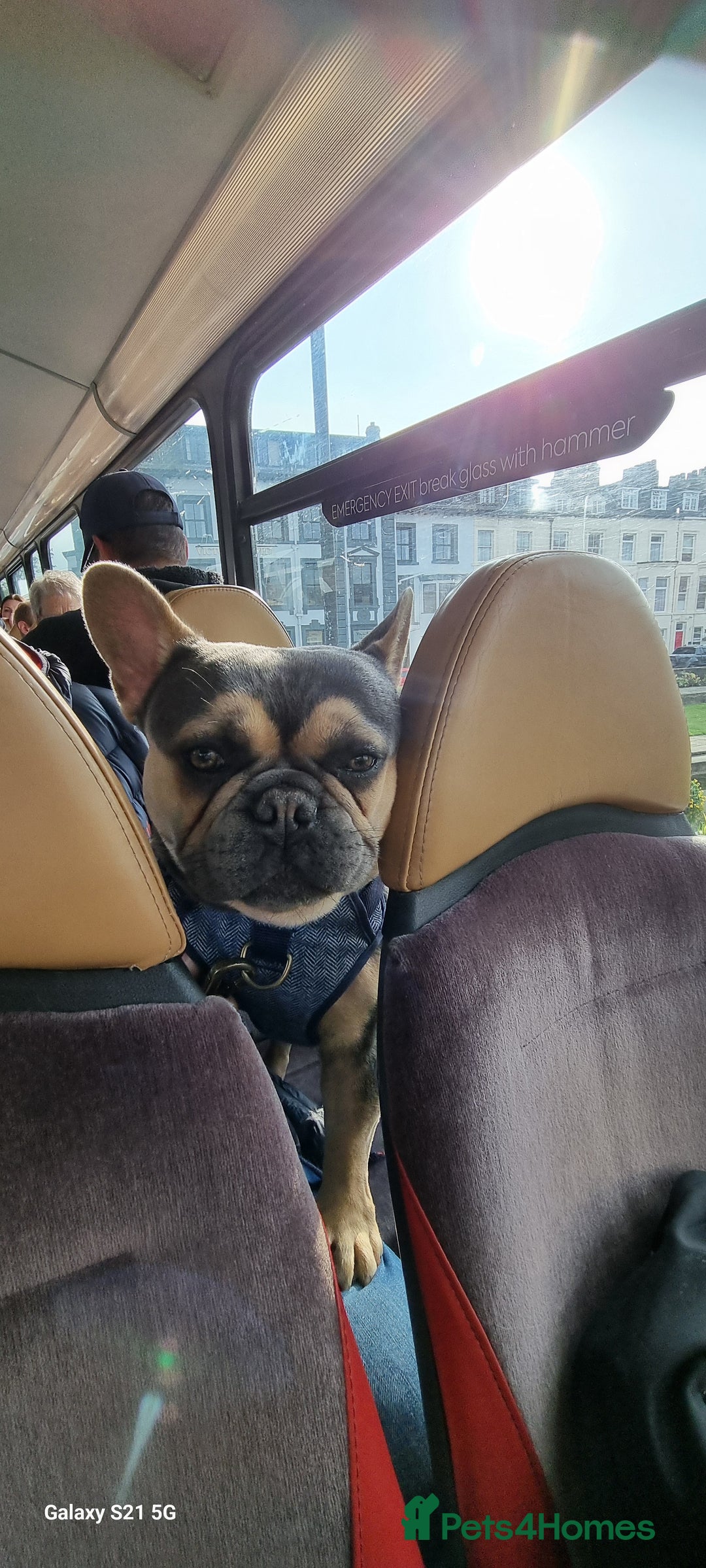 French Bulldog dogs for sale: Male french bulldog - Image 2