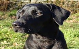 Labrador Retriever dogs for sale: Gorgeous 6 year old female KC DRAKESHEAD Labrador  - Image 2