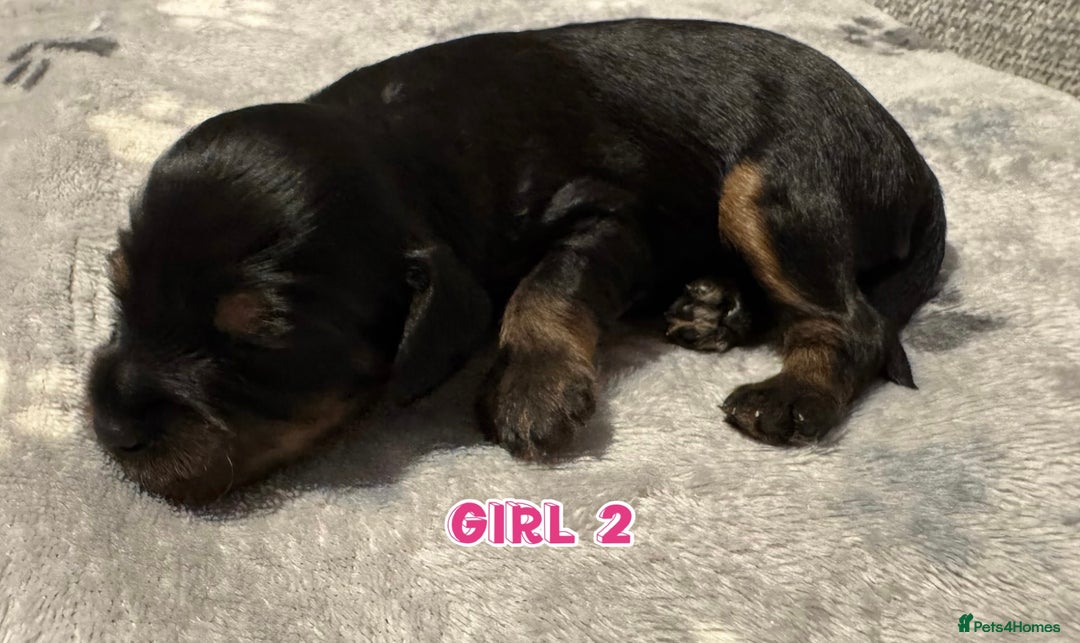 Cavapoo dogs for sale: F2 Toy Cavapoo puppies - Advert 15