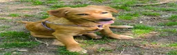 Mixed Breed dogs for adoption: Willow - setter mix puppy in Penryn - Advert 4