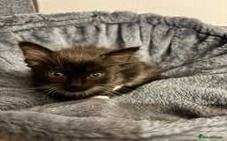 Bombay cats for sale: Last 2 remaining Kittens for sale  - Image 20
