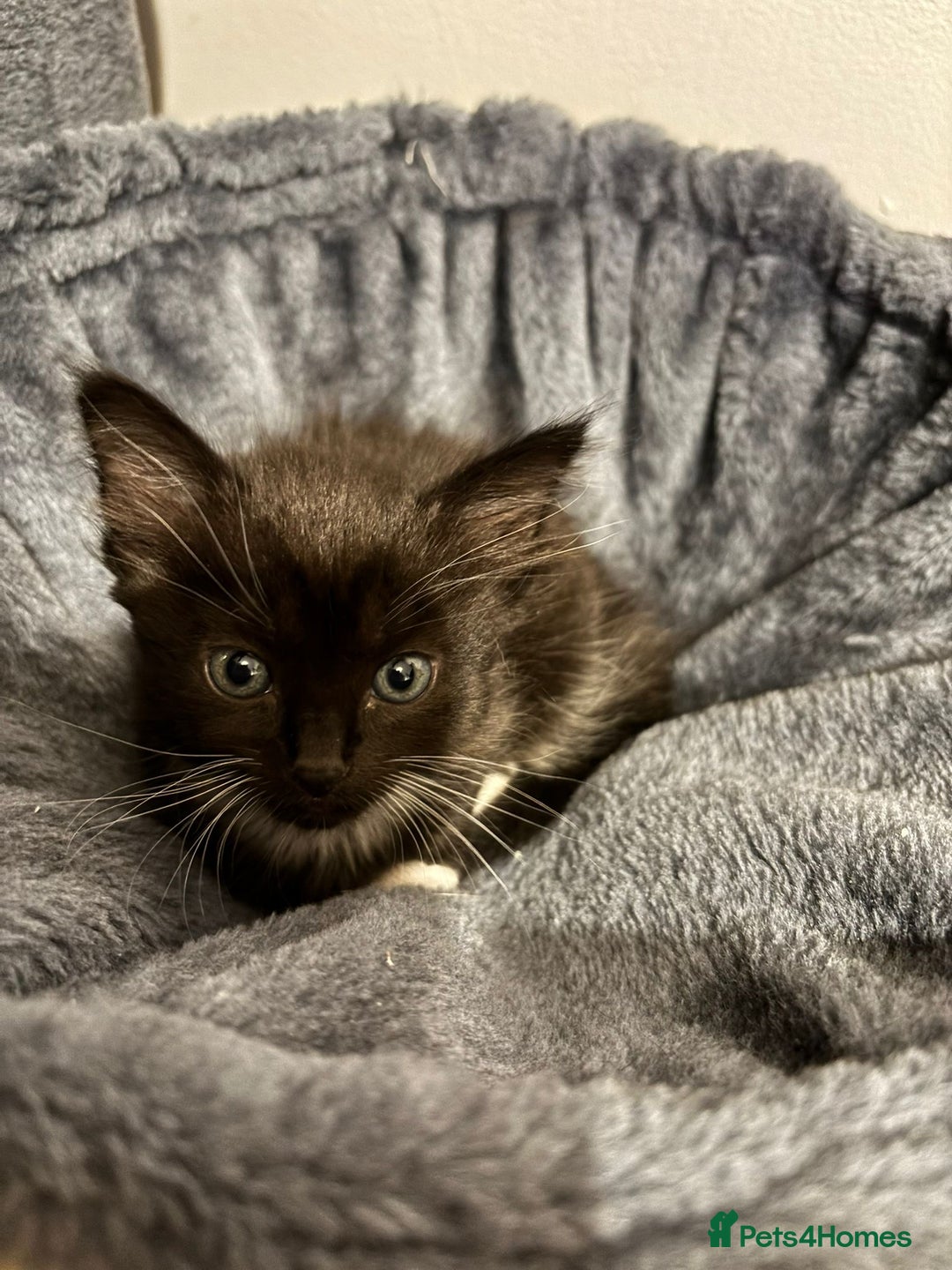 Bombay cats for sale: Last 2 remaining Kittens for sale  - Image 20
