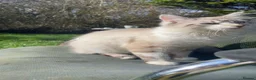 Mixed Breed cats for sale: 2 Female 1 Male in Towcester - Advert 2