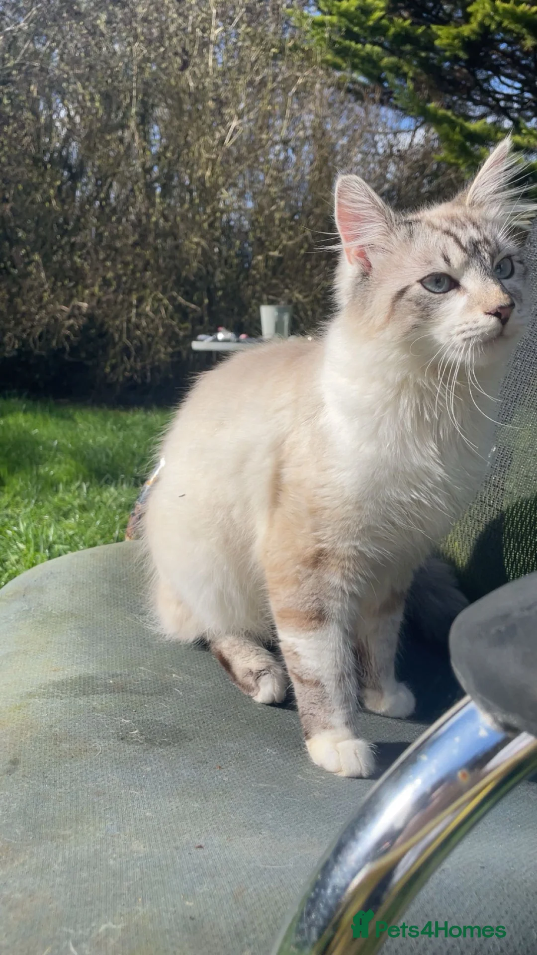 Mixed Breed cats for sale: 2 Female 1 Male in Towcester - Advert 2