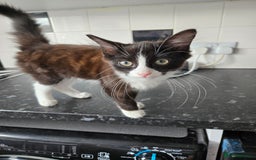 Mixed Breed cats for sale: Male kitten - Image 3