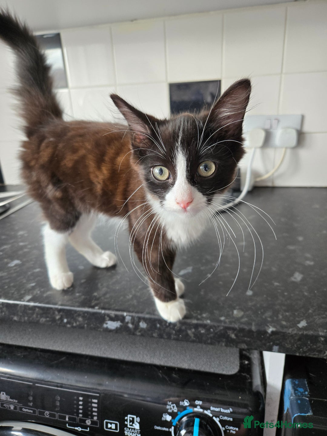 Mixed Breed cats for sale: Male kitten - Image 3