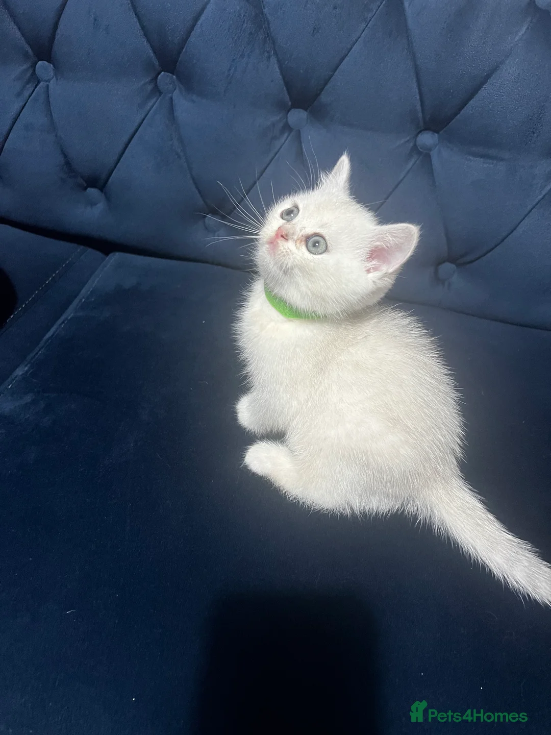 British Shorthair cats for sale: British shorthair type kittens - Advert 26