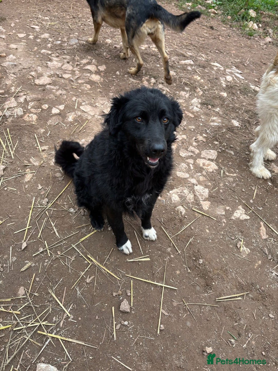 Mixed Breed dogs for adoption: Astra is looking for a family  - Advert 5