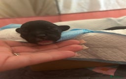 Mixed Breed dogs for sale: Gorgeous Pugapoos ready to leave 07/10/25 - Image 11