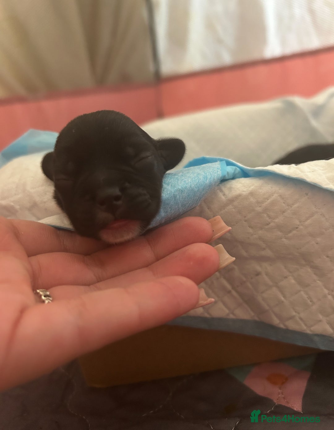 Mixed Breed dogs for sale: Gorgeous Pugapoos ready to leave 07/10/25 - Image 11
