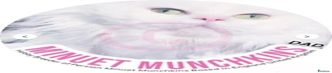 Lime Green Eyes SHORT LEGS Napoleon Minuet Munchkin
