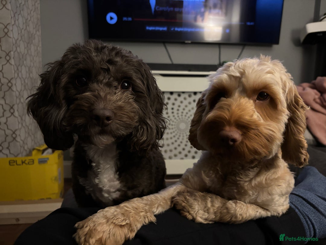 Cockapoo dogs for sale: Two Loving Cockapoo Girls Looking for Forever Home - Advert 5