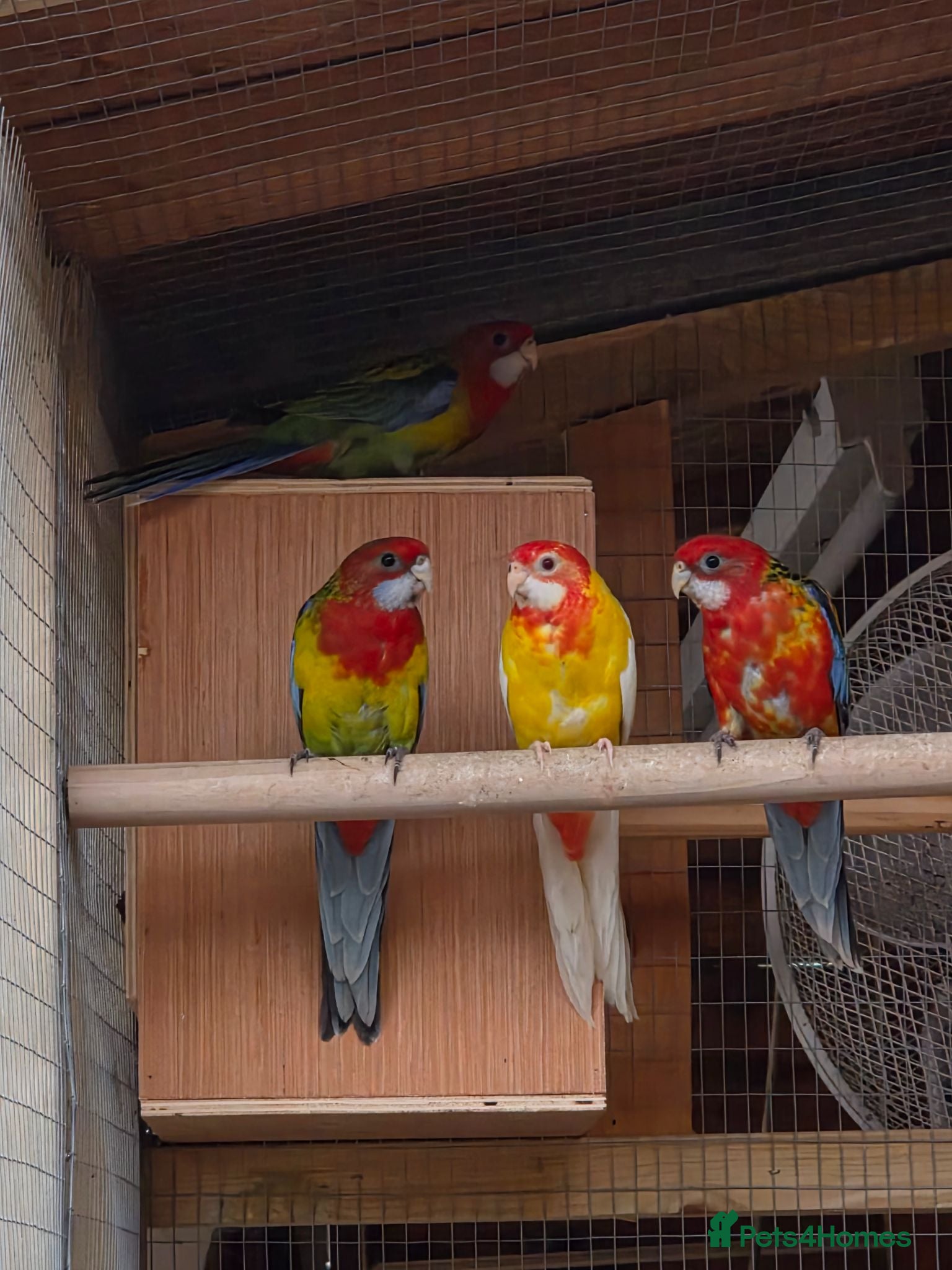 Mixed Breed birds Parakeets  - Advert 22
