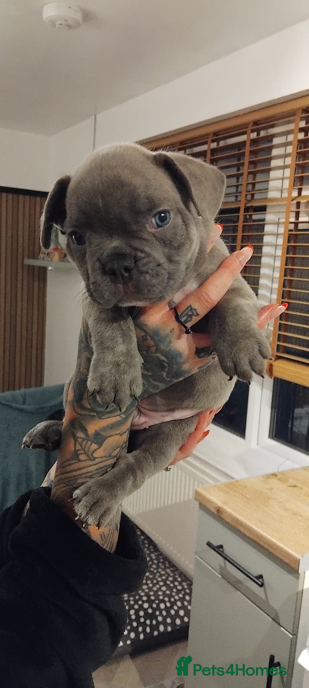 French Bulldog dogs for sale: French bulldog FLUFFY pups - Image 25
