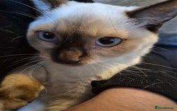 Snowshoe cats for sale: Pedigree Snowshoe kittens ready 8th november  - Image 9
