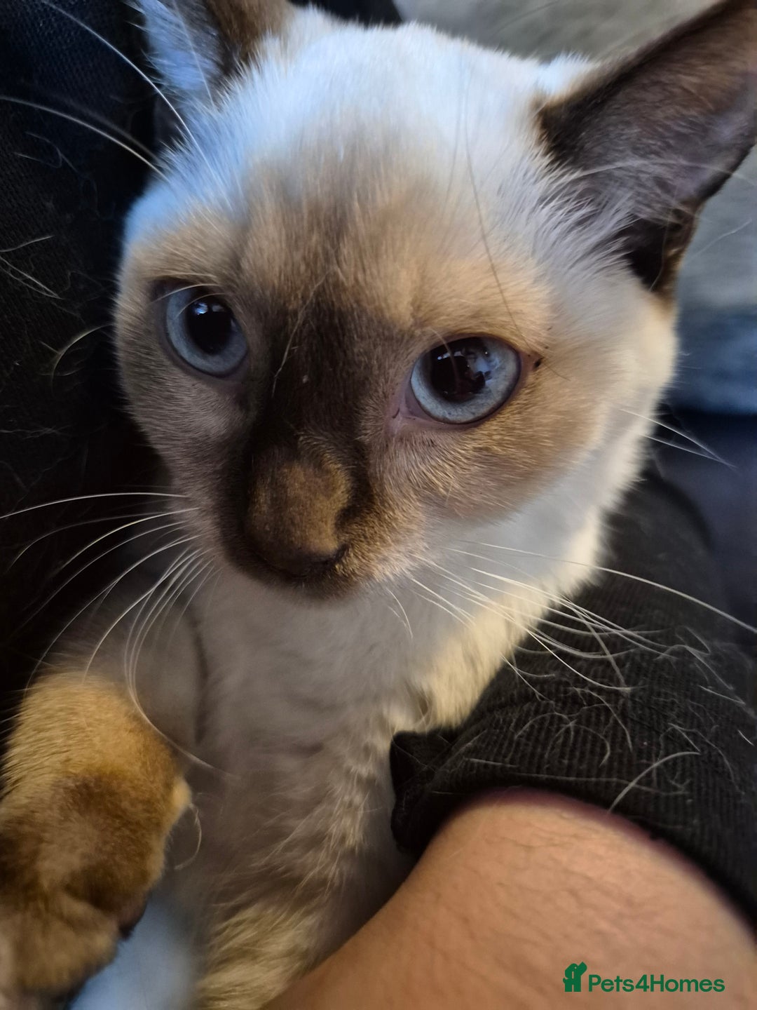 Snowshoe cats for sale: Pedigree Snowshoe kittens ready 8th november  - Image 9