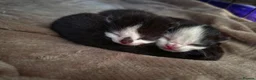 Mixed Breed cats for sale: Gorgeous kittens looking for forever homes - Advert 9