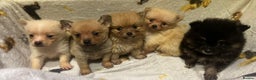 Pomchi dogs for sale: Pomeranian puppy's  - Advert 1