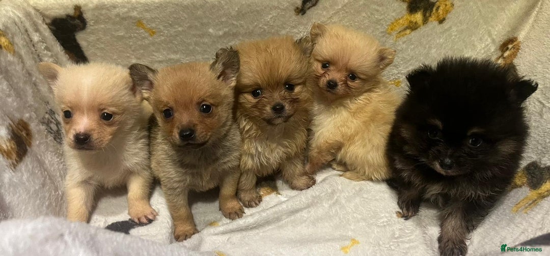 Pomchi dogs for sale: Pomeranian puppy's  - Advert 1