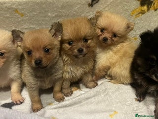 Pomchi dogs Pomeranian puppy's - Advert 1