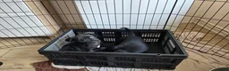 Mixed Breed dogs for sale: 6 puppies - Advert 4