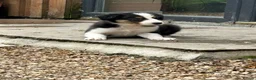 Border Collie dogs for sale: Stunning Border Collie Pups - Advert 6